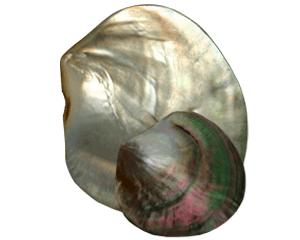 Polished Mother-of-pearl (6-8 cm)
